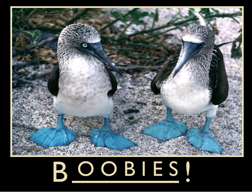 Blue footed boobies are blue footed.